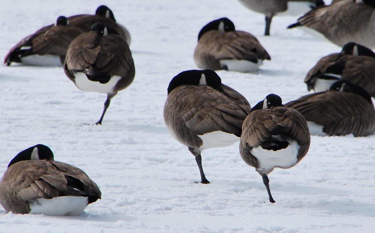 shiver-fluff-and-cuddle-how-birds-keep-warm-in-the-winter-chicago